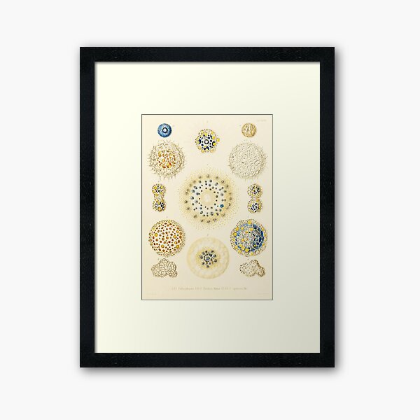 HD Radiolaria (1862) by Ernst Haeckels (1 of 5 designs) Framed Art Print