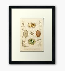 HD Radiolaria (1862) by Ernst Haeckels (4 of 5 designs) Framed Print