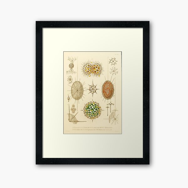 HD Radiolaria (1862) by Ernst Haeckels (4 of 5 designs) Framed Art Print
