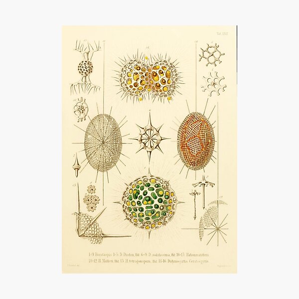 Item preview, HD Radiolaria (1862) by Ernst Haeckels  (4 of 5 designs) designed and sold by MINDTHECHERRY.