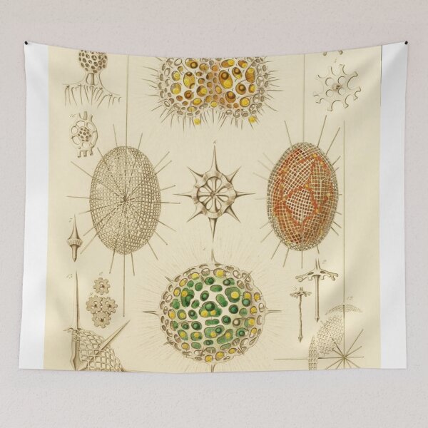 Item preview, HD Radiolaria (1862) by Ernst Haeckels  (4 of 5 designs) designed and sold by MINDTHECHERRY.