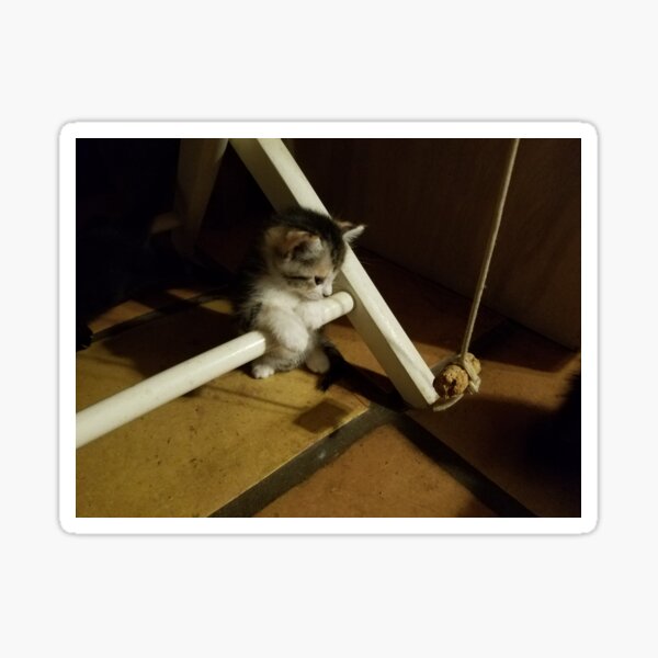 Kitten At Play Sticker