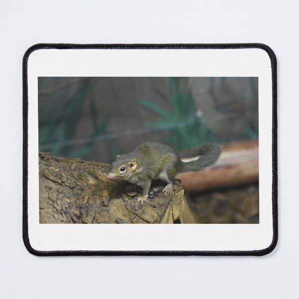 Item preview, Shrew designed and sold by MarieDarcy97.