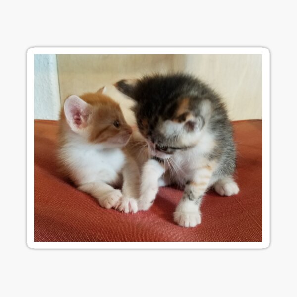 Kitten Siblings Sticker
