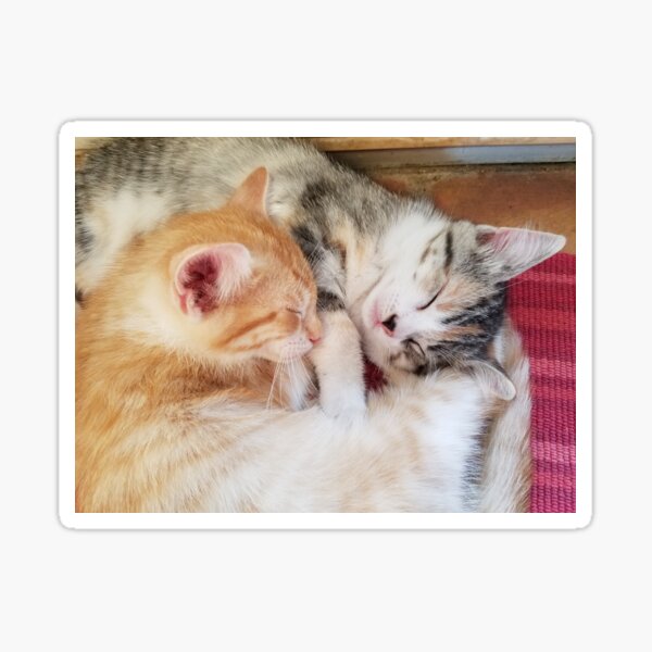 Kitten Nap Time Sticker