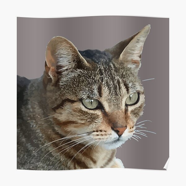 Stunning Tabby Cat Close Up Portrait Vector Isolated Poster