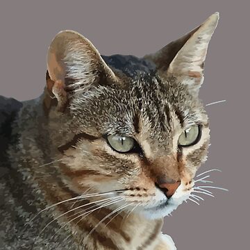 Artwork thumbnail, Stunning Tabby Cat Close Up Portrait Vector Isolated by taiche