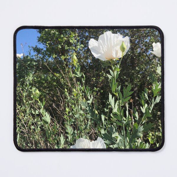 Item preview, Matilija Poppies designed and sold by homotropic.