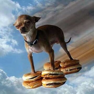 funny flying chihuahua dog