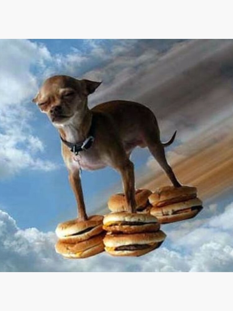 funny flying chihuahua dog