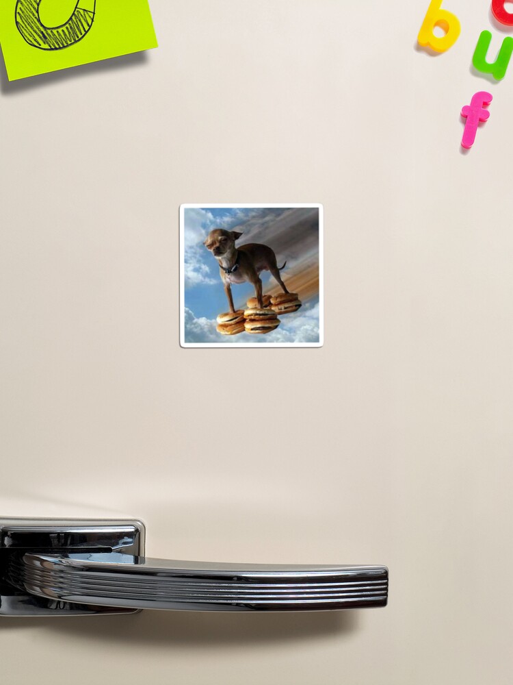 funny flying chihuahua dog