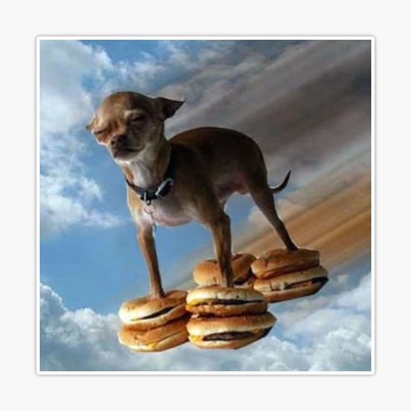 funny flying chihuahua dog