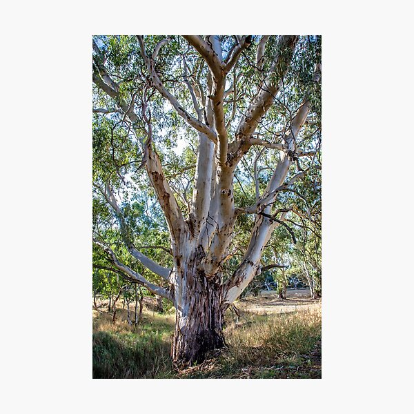 Old Gum Tree Photographic Print
