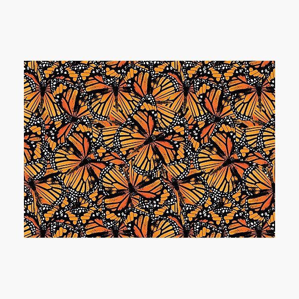 Monarch Butterflies | Vintage Butterflies | Butterfly Patterns | Photographic Print