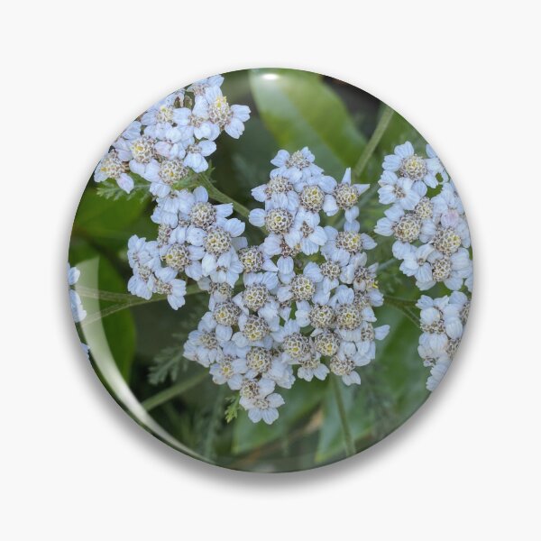 Item preview, White Achillea Grandifolia Flowers designed and sold by Sinemathk.