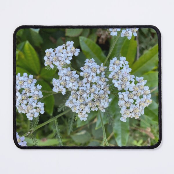 Item preview, White Achillea Grandifolia Flowers designed and sold by Sinemathk.