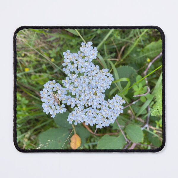 Item preview, Insect on White Achillea Grandifolia Flowers designed and sold by Sinemathk.