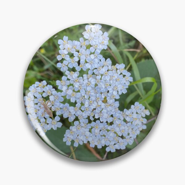 Item preview, Insect on White Achillea Grandifolia Flowers designed and sold by Sinemathk.