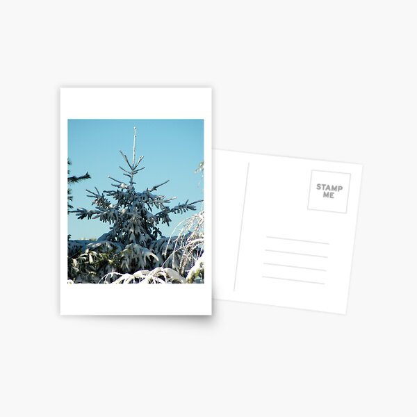 Winter Trees - 3 Postcard