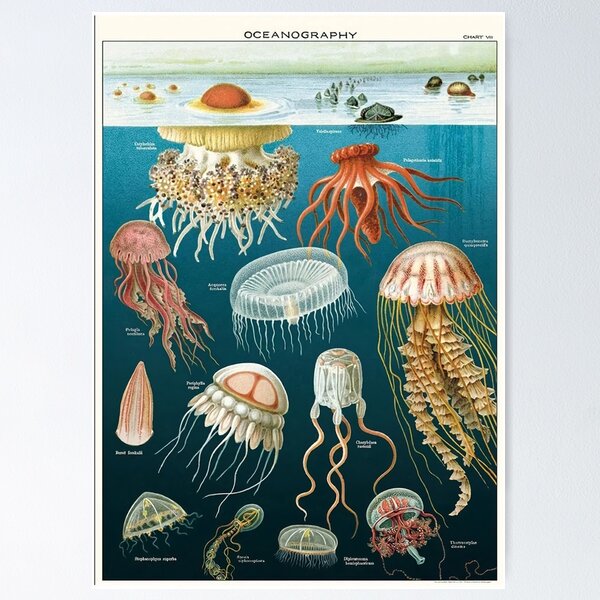 Item preview, Vintage Oceanography Jellyfish designed and sold by Burnerl.