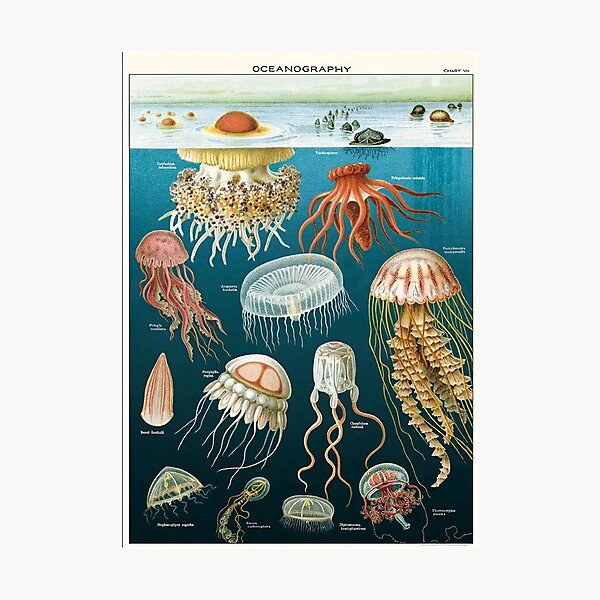 Item preview, Vintage Oceanography Jellyfish designed and sold by Burnerl.