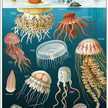 quot Vintage Oceanography Jellyfish quot Poster for Sale by Burnerl Redbubble quot Vintage Oceanography Jellyfish quot Poster for Sale by Burnerl Redbubble