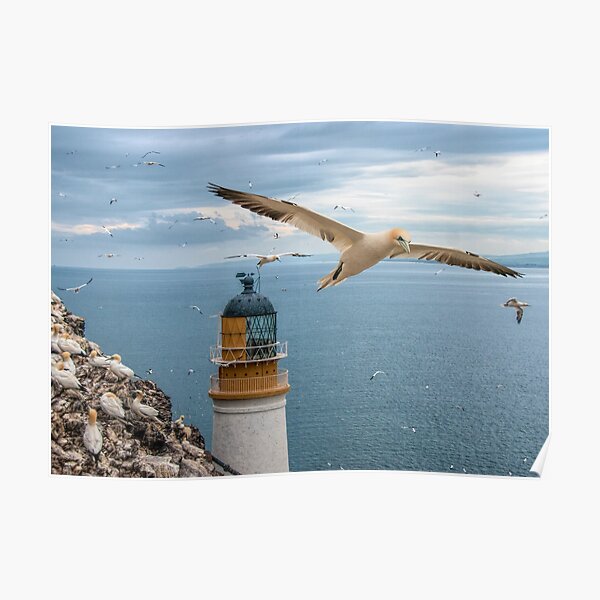 Gannets at Bass Rock Lighthouse Poster