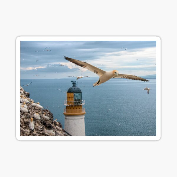 Item preview, Gannets at Bass Rock Lighthouse designed and sold by Brian Tarr.
