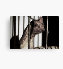 The Prisoner Canvas Print