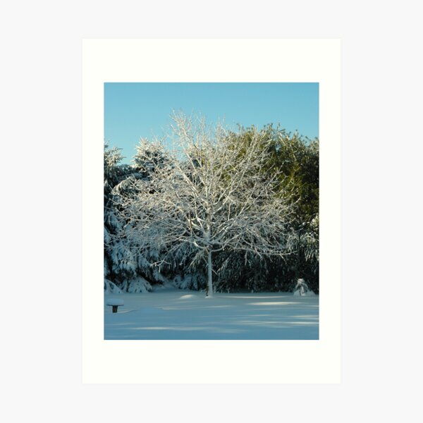 Winter Trees - 2 Art Print