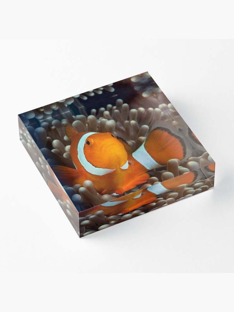 Alternate view of False Clown Anemonefish, Kapalai, Sabah, Malaysia Acrylic Block