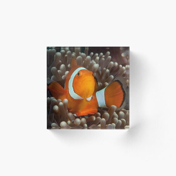 False Clown Anemonefish, Kapalai, Sabah, Malaysia Acrylic Block