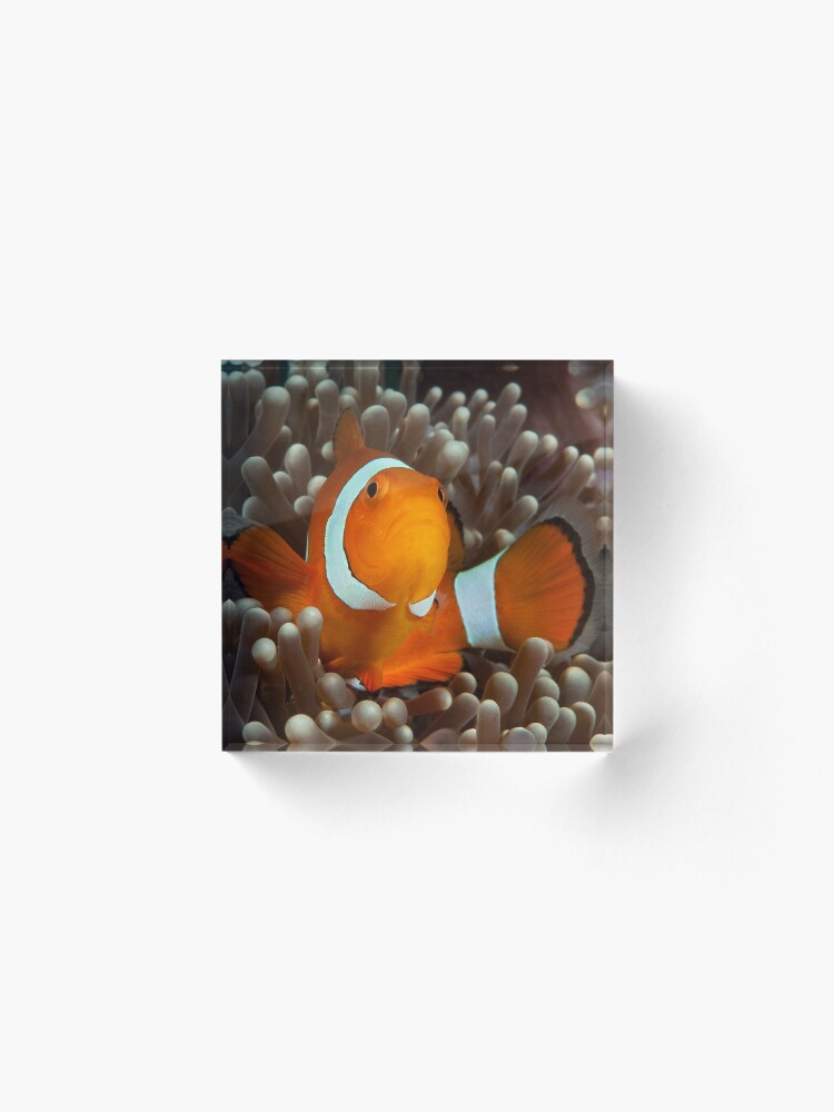 Alternate view of False Clown Anemonefish, Kapalai, Sabah, Malaysia Acrylic Block