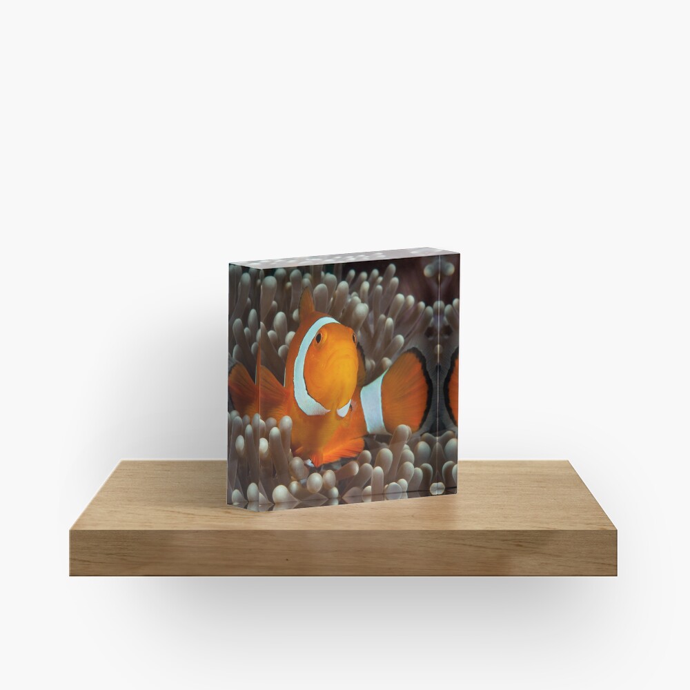 False Clown Anemonefish, Kapalai, Sabah, Malaysia Acrylic Block