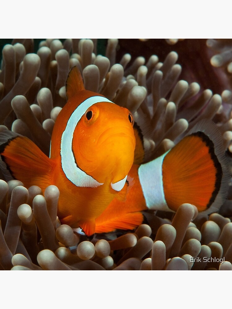 False Clown Anemonefish, Kapalai, Sabah, Malaysia by eschlogl