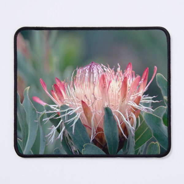 Item preview, A South African Beauty - 'Protea Nerifolia' or 'Blue Sugarbush' designed and sold by imaginethis.