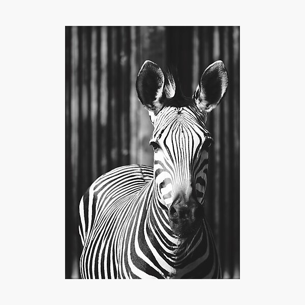 Item preview, Zebra African Animal Portrait in Black and White designed and sold by CarolinaReina.