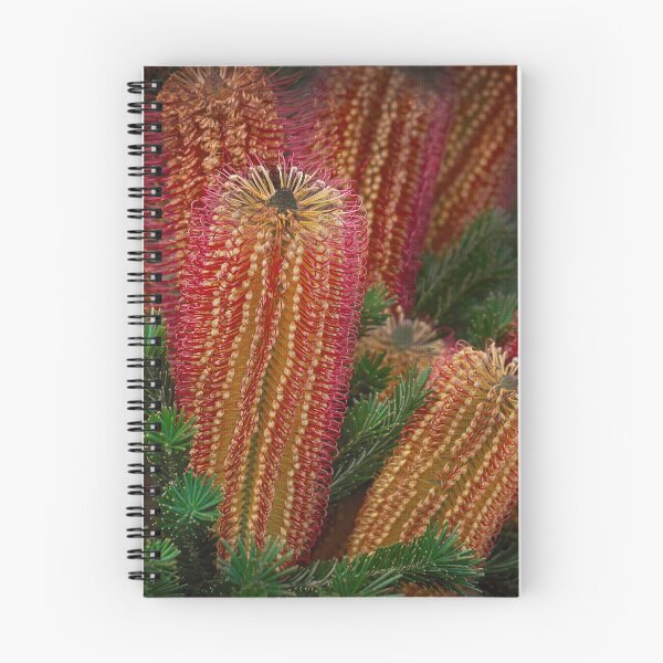 Item preview,  Banksia ericifolia or Heath-leaved Banksia designed and sold by Malcolm Heberle.