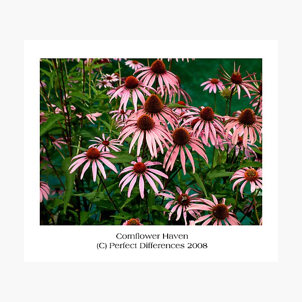 Item preview, Cornflower Haven designed and sold by Amanda McGreck.