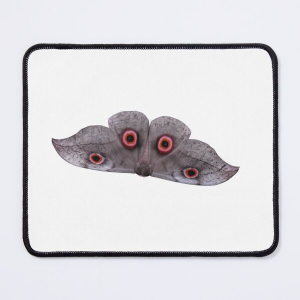 Item preview, Lobobunaea christyi / African Silkmoth  designed and sold by Entomologist.