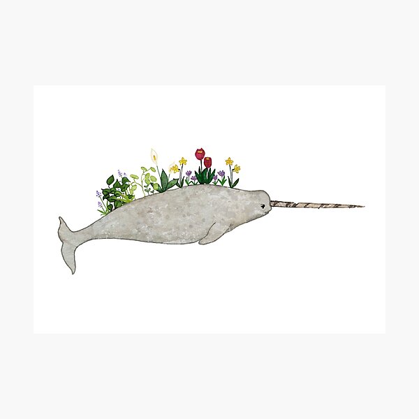 Flowering Narwal Photographic Print