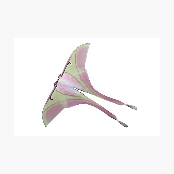 Pink Spirit Moth / Actias rhodopneuma Photographic Print