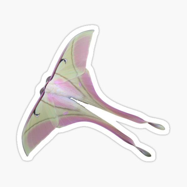 Pink Spirit Moth / Actias rhodopneuma Sticker