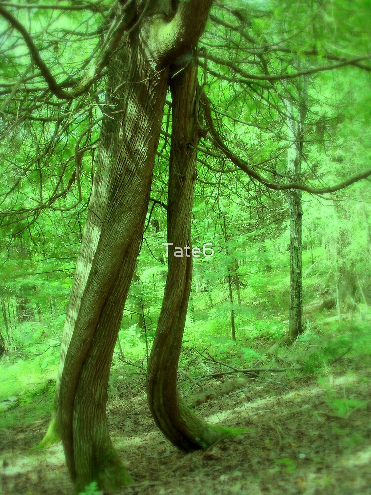 Music Amongst the Trees by Tate6
