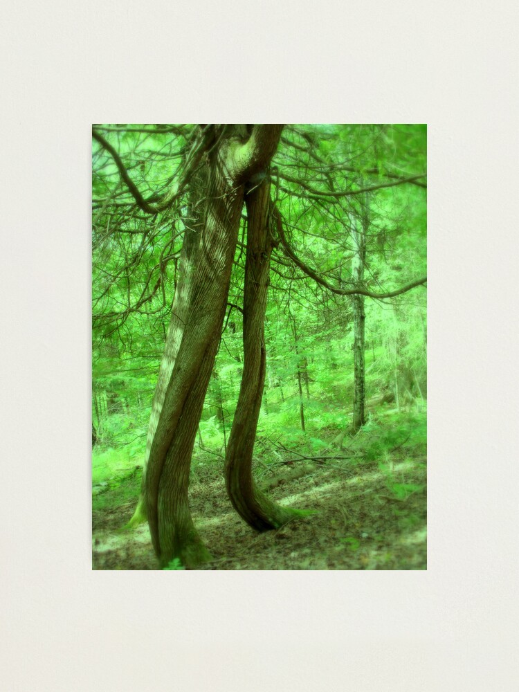 Alternate view of Music Amongst the Trees Photographic Print