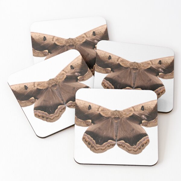 Item preview, Brazilian silkmoth / Arsenura xanthopus  designed and sold by Entomologist.