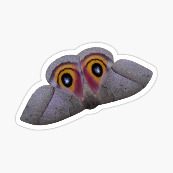 Automeris iris / Iris eyed silkmoth - Moth conservation! Sticker