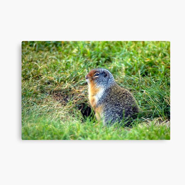 Chubby Canvas Print