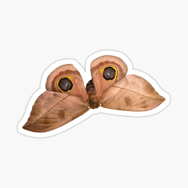 Automeris melanops / Saturniidae female Sticker