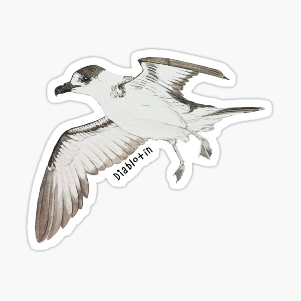 Black-Capped Petrel (Spanish Name) Sticker
